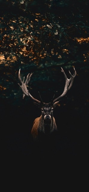 _Stark76_avatar