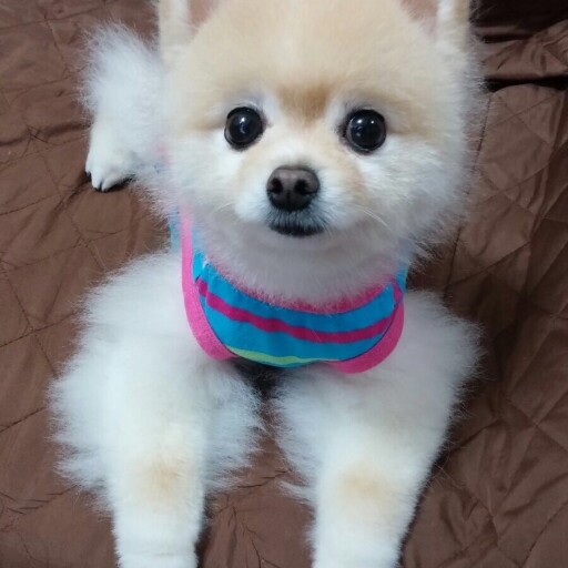 Sandy_avatar